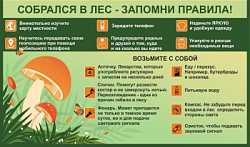 Правила поведения в лесу